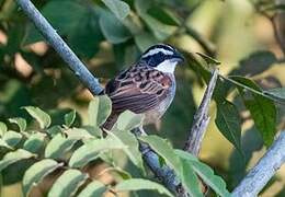 Stripe-headed Sparrow