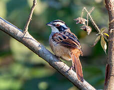 Stripe-headed Sparrow