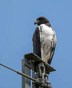 White-tailed Hawk