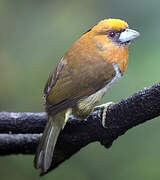 Prong-billed Barbet