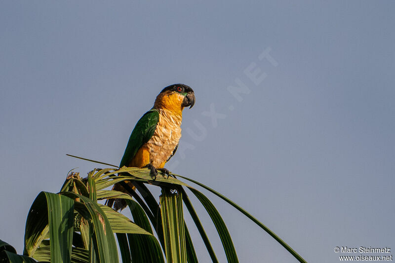 Black-headed Parrot