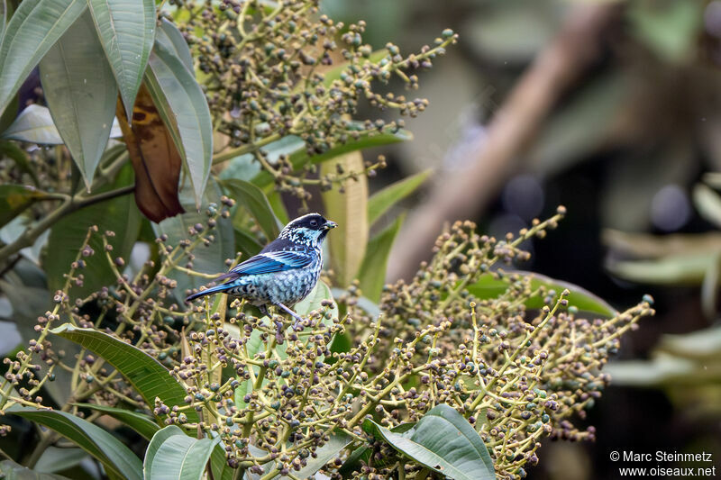 Beryl-spangled Tanager