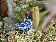 Beryl-spangled Tanager