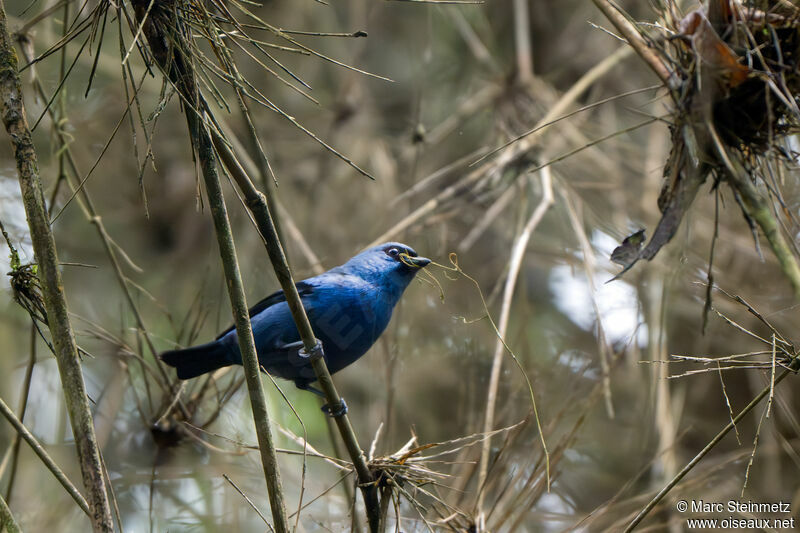 Blue-and-black Tanager