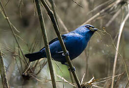 Blue-and-black Tanager