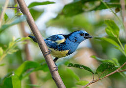 Turquoise Tanager