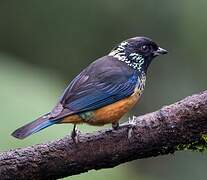 Spangle-cheeked Tanager