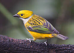 Silver-throated Tanager