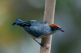 Scrub Tanager