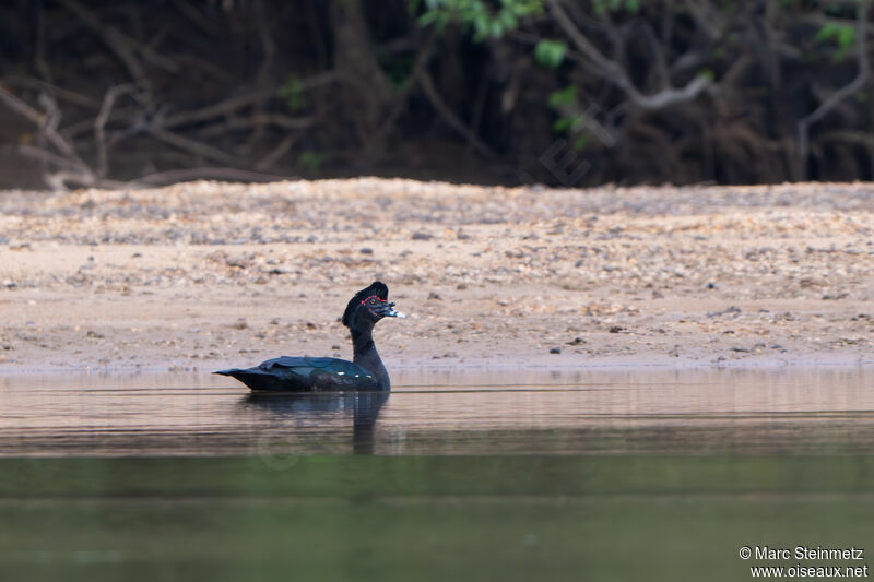 Canard musqué