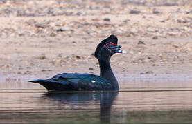 Muscovy Duck