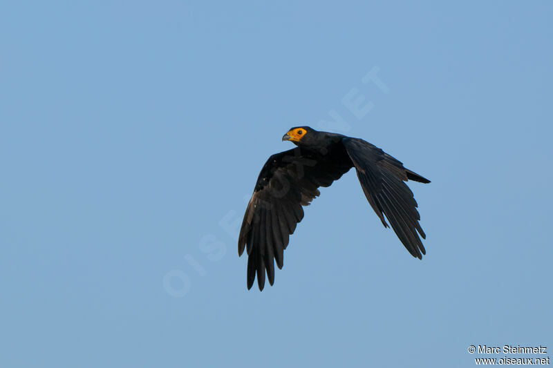 Caracara noir