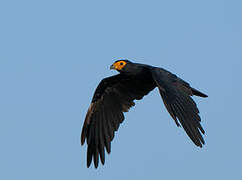 Black Caracara