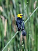 Yellow-hooded Blackbird