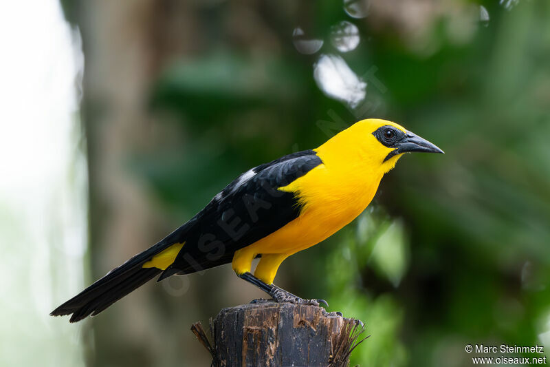 Oriole Blackbird