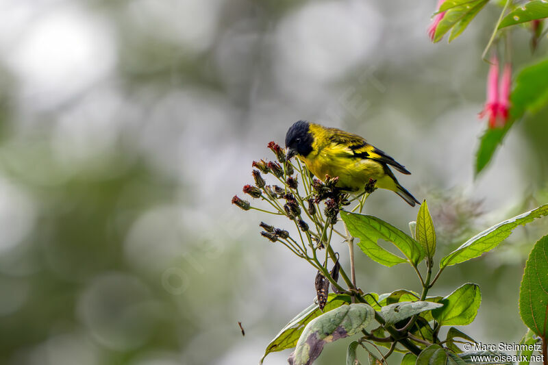 Hooded Siskin