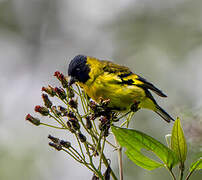 Hooded Siskin