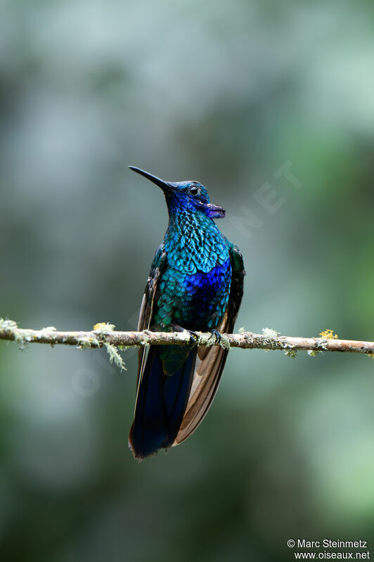 Sparkling Violetear