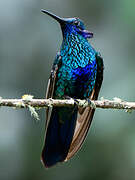 Sparkling Violetear