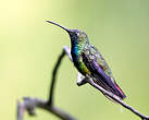 Colibri de Buffon