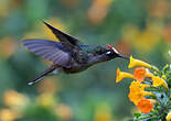 Colibri du Tolima