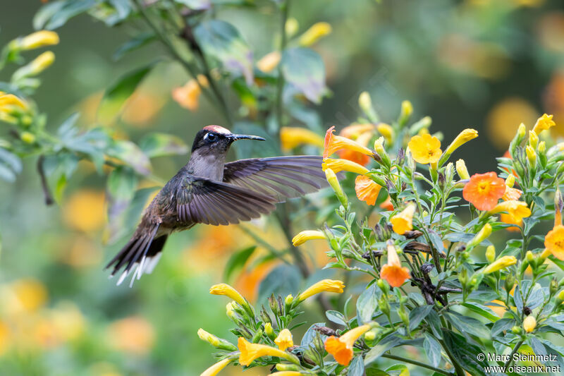 Colibri du Tolima