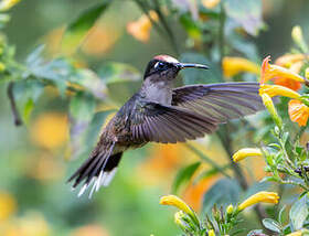 Colibri du Tolima