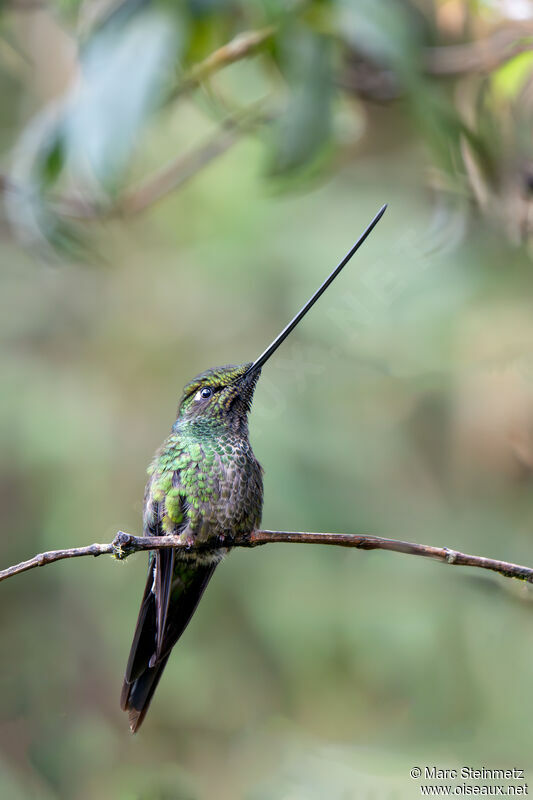 Sword-billed Hummingbird