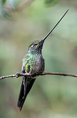 Colibri porte-épée