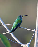 Green-tailed Goldenthroat