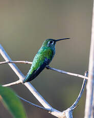 Colibri tout-vert