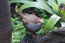 Buffy-crowned Wood Partridge