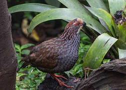 Buffy-crowned Wood Partridge