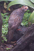 Buffy-crowned Wood Partridge