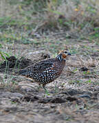 Crested Bobwhite