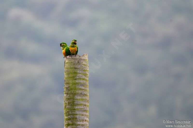 Conure à pinceaux d'or