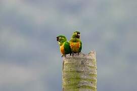 Golden-plumed Parakeet