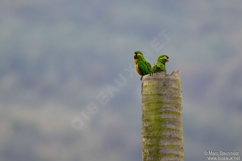 Conure à pinceaux d'or