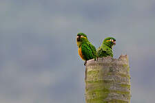 Conure à pinceaux d'or