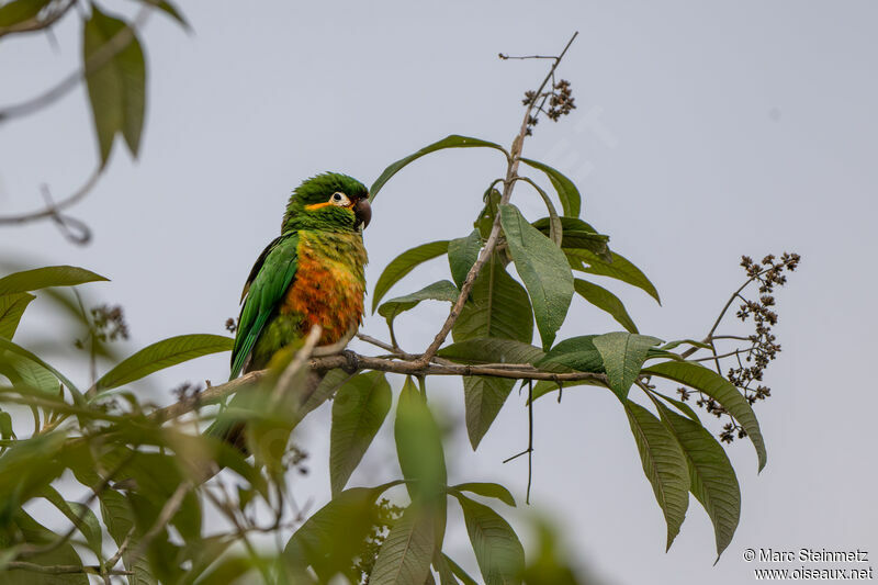 Conure à pinceaux d'or