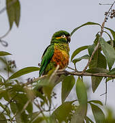 Golden-plumed Parakeet