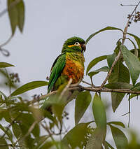 Conure à pinceaux d'or