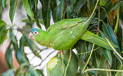 Conure à tête bleue