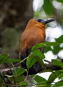 Capuchinbird