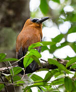 Capuchinbird