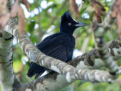 Amazonian Umbrellabird