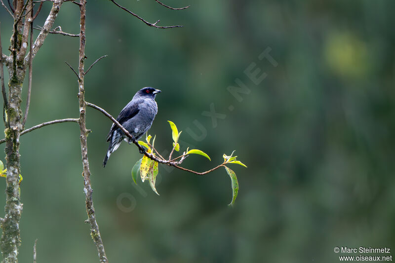 Red-crested Cotinga