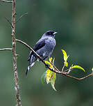 Cotinga à huppe rouge