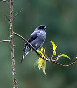 Red-crested Cotinga