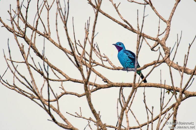 Cotinga bleu